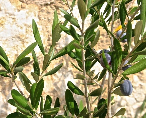 olive