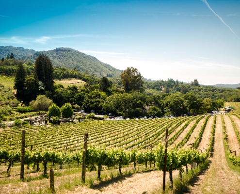 vigneti
